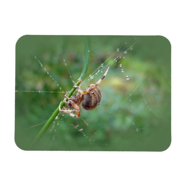 Araneus - Weaver Spider Magnet (Horizontal)