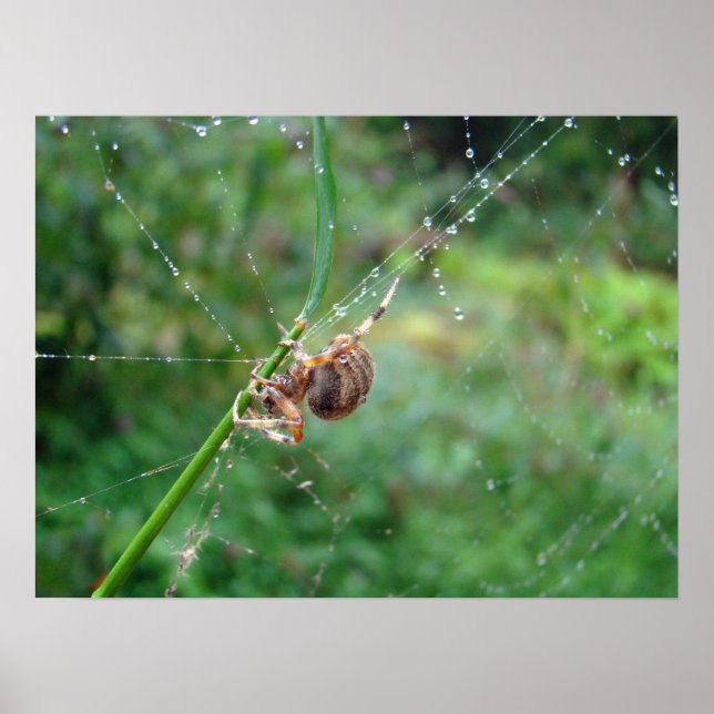 Araneus - Weaver Spider Poster (Vorne)