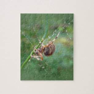 Araneus - Weaver Spider Puzzle