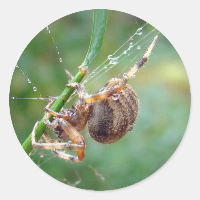 Araneus - Weaver Spider Runder Aufkleber (Vorderseite)