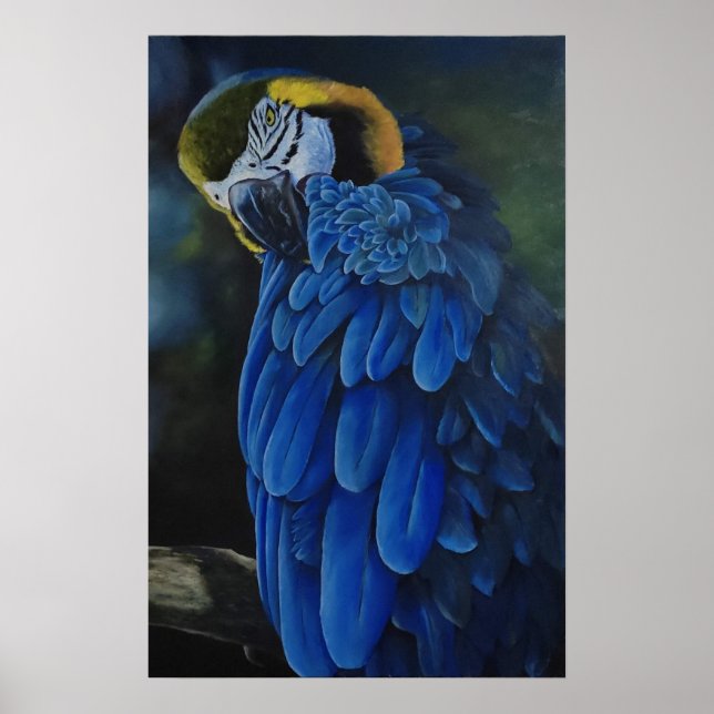 Arara Canindé Poster (Vorne)