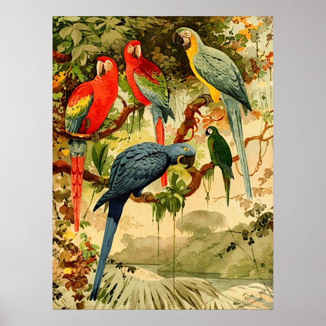 Aráras, Emil August Göldi (1900-1906) Poster (Vorne)