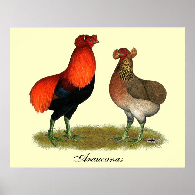 Araucana Red Pair Poster (Vorne)