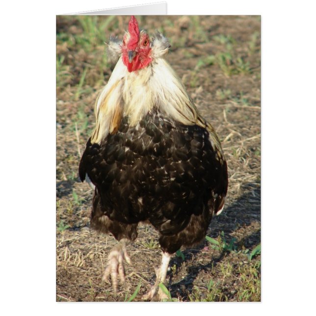 Araucana Rooster (Vorne)