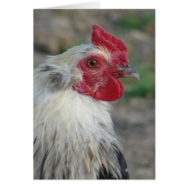 Araucana Rooster (Vorne)
