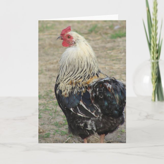 Araucana Rooster Karte (Vorderseite)