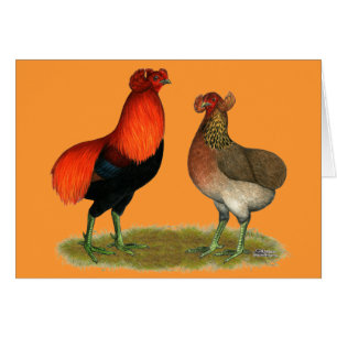 Araucana Rotes Paar