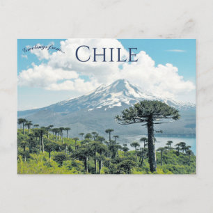Araucaria Araucana Bäume in Chile Postkarte