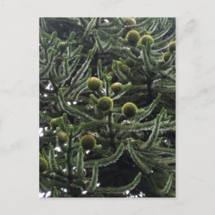 Araucaria araucana Frauenkegel - Foto Aragon Postkarte