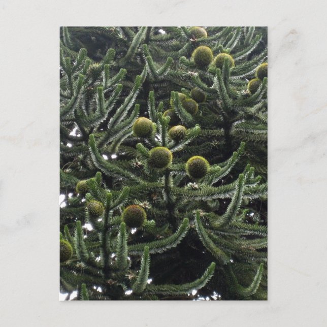 Araucaria araucana Frauenkegel - Foto Aragon Postkarte (Vorderseite)