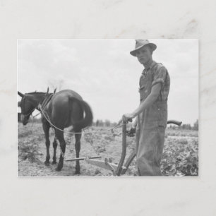 Arbeit in der Baumwolle Postkarte