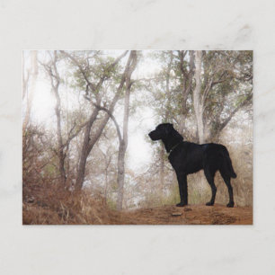 Arbeiten von Hunde Scooby am Arbeitsplatz Hunde zu Postkarte