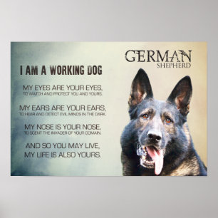 Arbeitender Schäferhund-Hund - GSD Poster