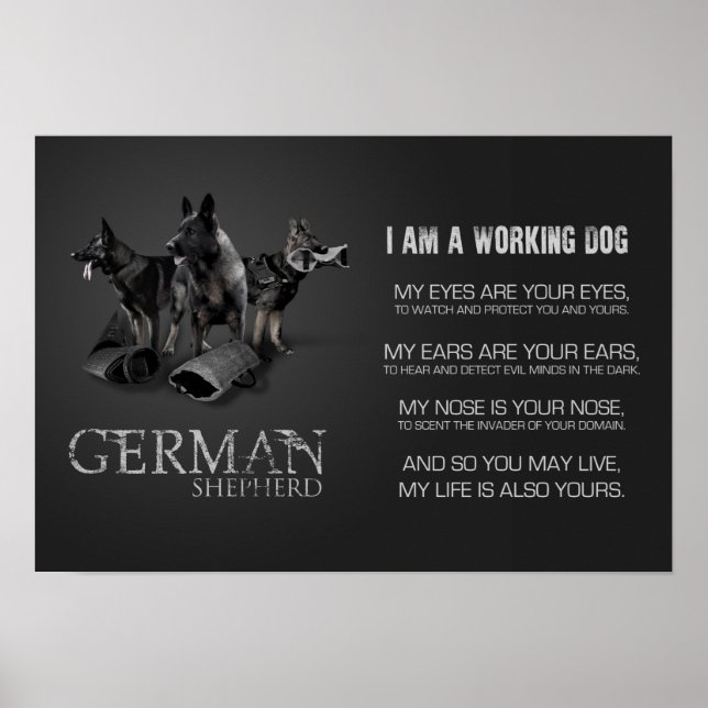 Arbeitsdeutscher Schäferhund - GSD Poster (Vorne)