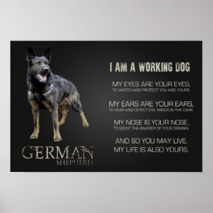 Arbeitsdeutscher Schäferhund - GSD Poster