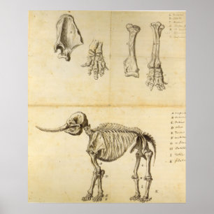 Arbeitskizze des Mastodon Poster