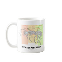 Arbeitskraft-Ameisen-Innere (Ameisen-Anatomie)