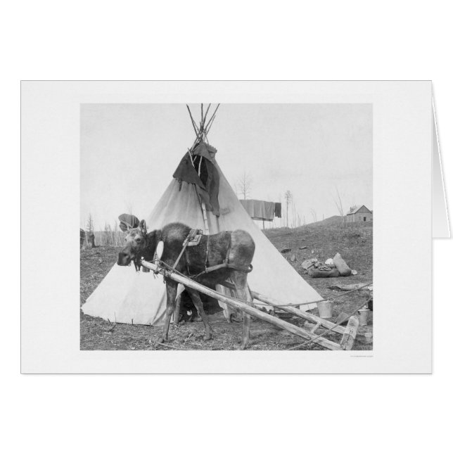 Arbeitsloser Elch Teepee 1916 (Vorderseite (Horizontal))