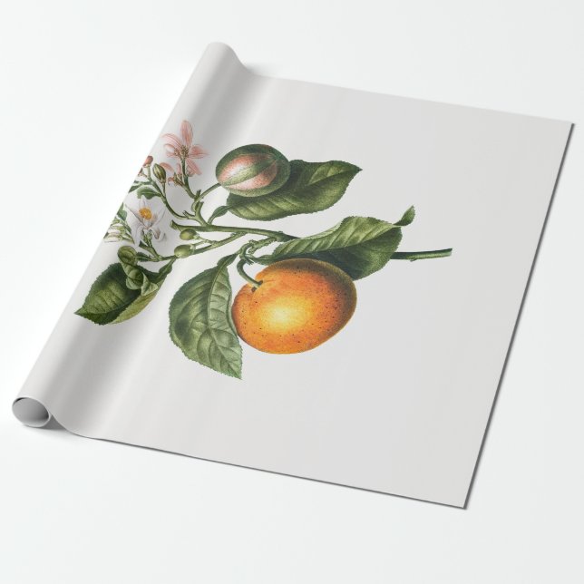 ARBEITSPAPIER: BITTER ORANGE BLOSSOM GESCHENKPAPIER (Ungerollt)