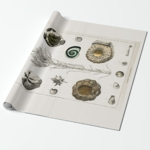 ARBEITSPAPIER: VINTAGE FOSSIL-CHARTA: GOLDSMITH GESCHENKPAPIER