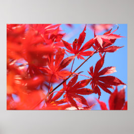 Arborist Fiery Fall Color: Red Maple Blätter Poster