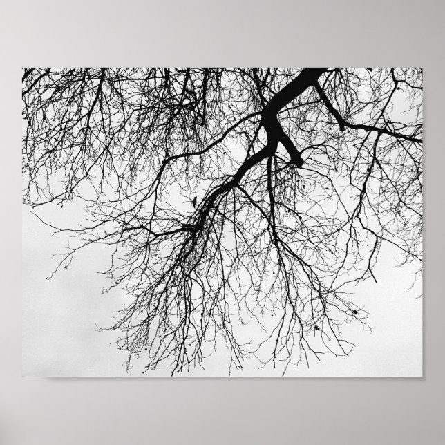 Arbre Noir et blanc Poster (Vorne)