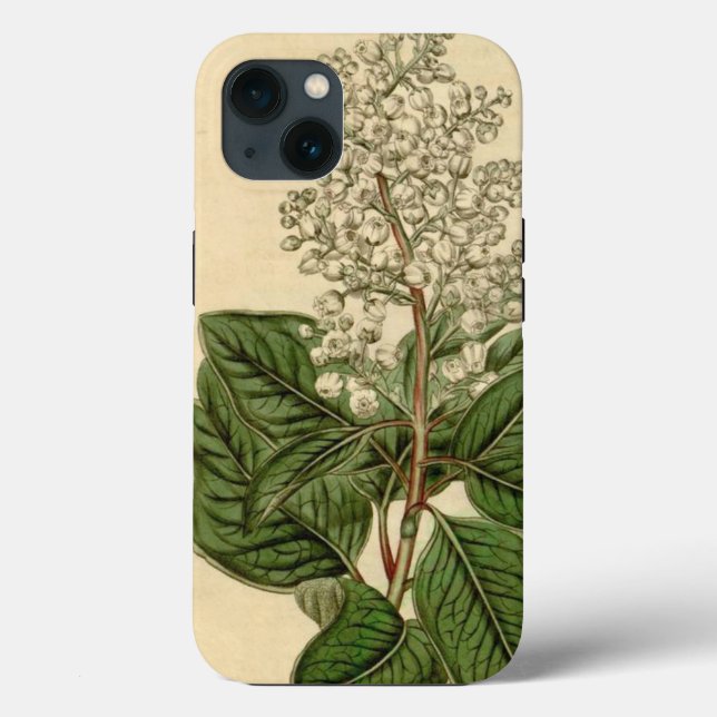 Arbutus Menziesii i iPhone Case (Rückseite)