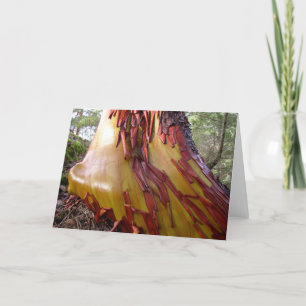 Arbutus Tree Card Feiertagskarte
