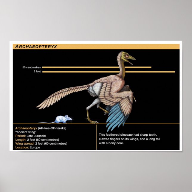 Archaeopteryx - Jurassic Dinosaur Biology Poster (Vorne)