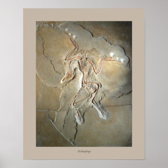 Archaeopteryx Poster (Vorne)