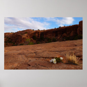 Arches Slickrock und Abend Primrose Landschaft Poster