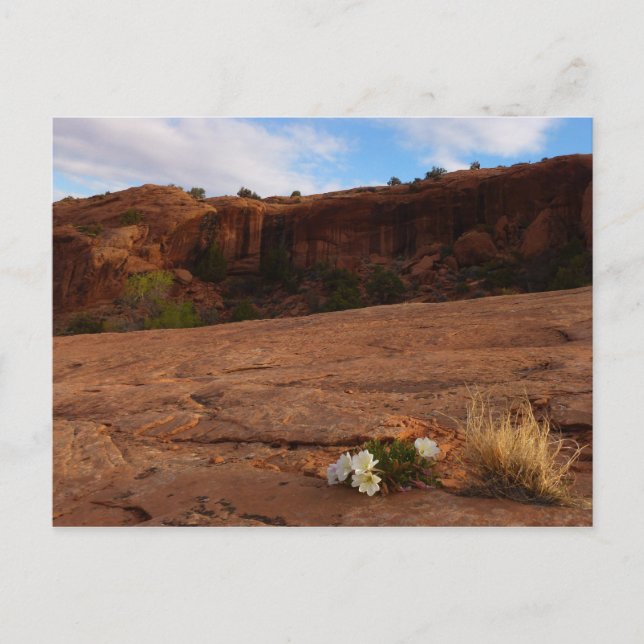 Arches Slickrock und Abend Primrose Landschaft Postkarte (Vorderseite)