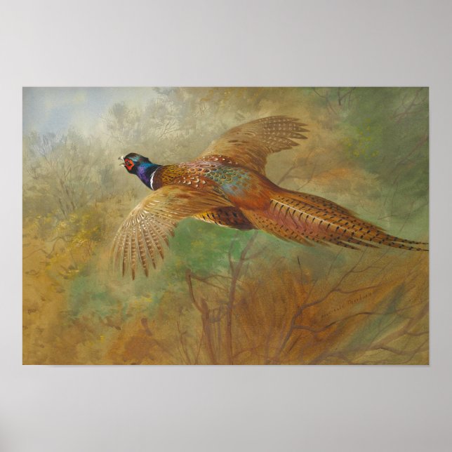 Archibald Thorburn Flying pheasant CC0087 Poster (Vorne)