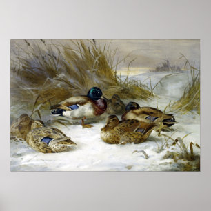 Archibald Thorburn Winter Landschaft mit Mallard Poster