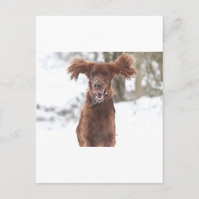 Archie II Postkarte (Vorderseite)