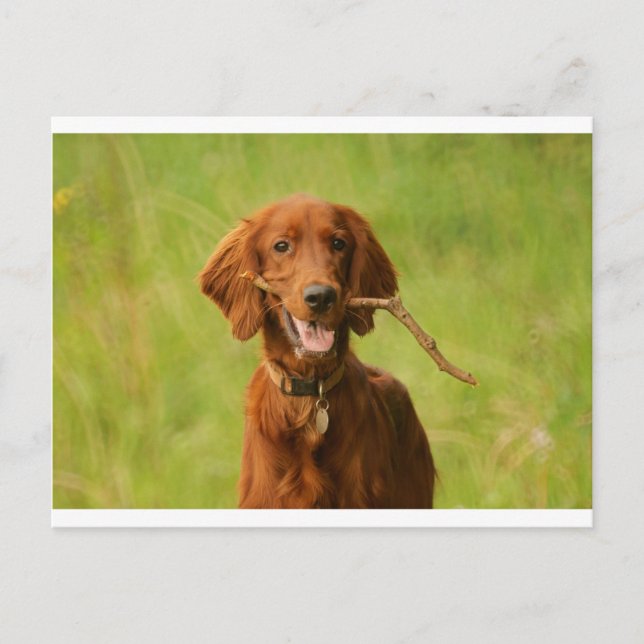 Archie Postkarte (Vorderseite)