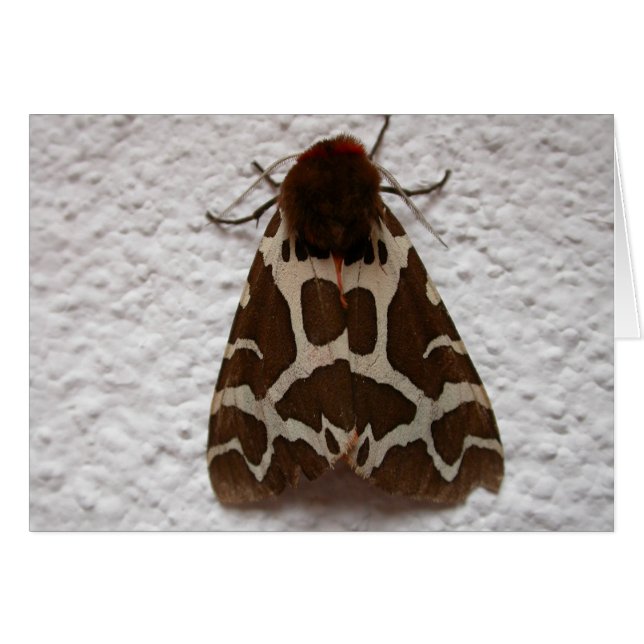 Arctia caja (Vorderseite (Horizontal))