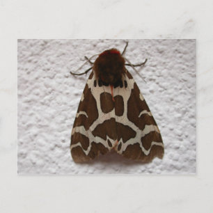 Arctia caja postkarte