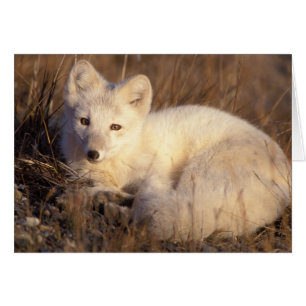 Arctic fox, Alopex lagopus