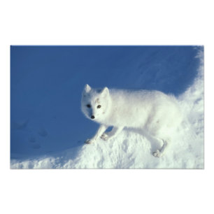Arctic fox Alopex lagopus) Ein arctic fox Fotodruck