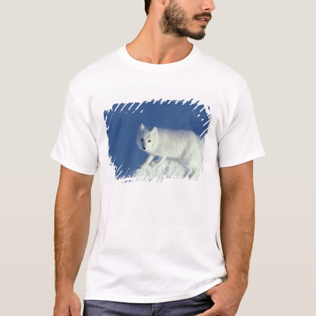 Arctic fox Alopex lagopus) Ein arctic fox T-Shirt (Vorderseite)
