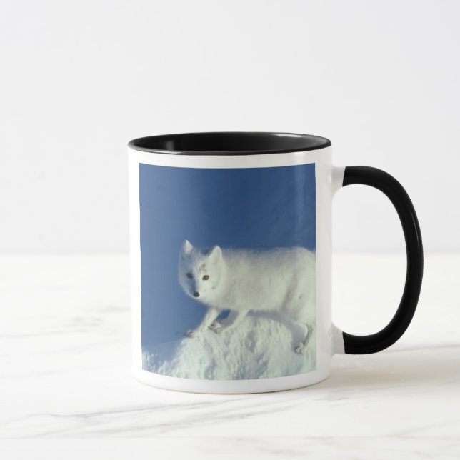Arctic fox Alopex lagopus) Ein arctic fox Tasse (Rechts)