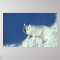 Arctic fox Alopex lagopus) Ein arktischer Fuchs in
