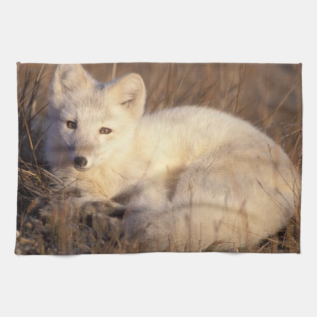 Arctic fox, Alopex lagopus Geschirrtuch (Horizontal)