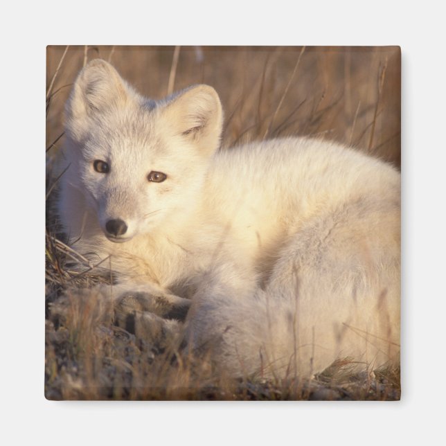Arctic fox, Alopex lagopus Magnet (Vorne)