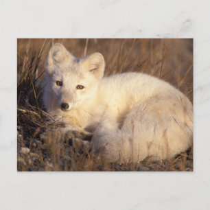 Arctic fox, Alopex lagopus Postkarte