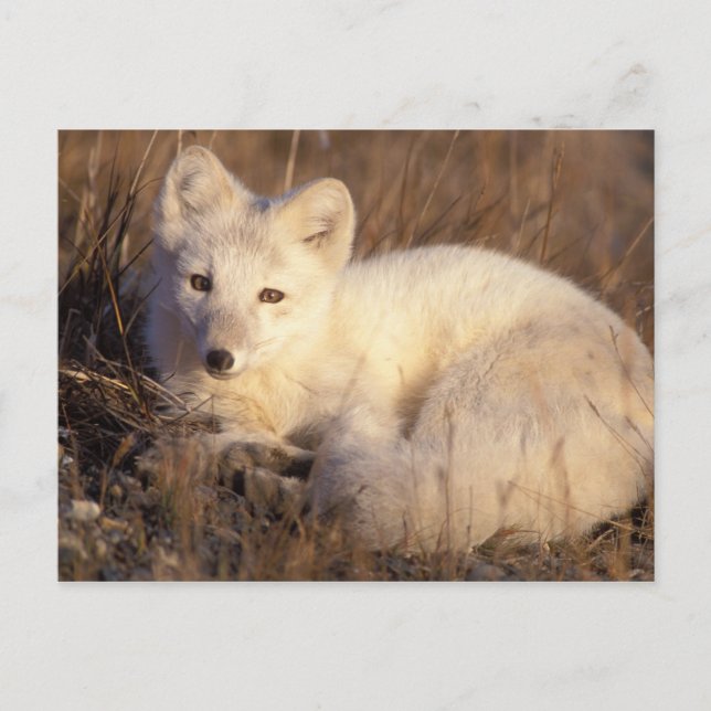 Arctic fox, Alopex lagopus Postkarte (Vorderseite)