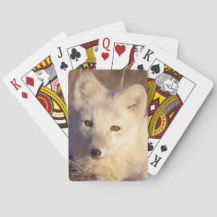 Arctic fox, Alopex lagopus Spielkarten