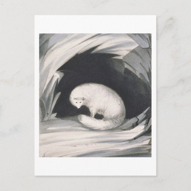 Arctic Fox, aus "Erzählung einer zweiten Reise in Postkarte (Vorderseite)
