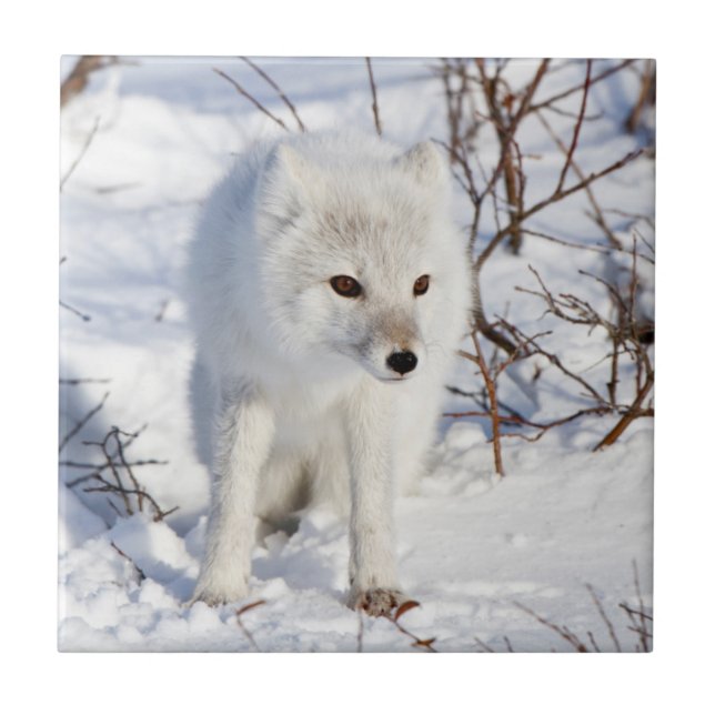 Arctic Fox , Churchill Wildlife Management Area Fliese (Vorderseite)
